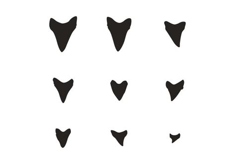 Shark Teeth Silhouette Vector 93661 Vector Art at Vecteezy