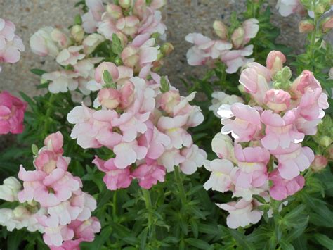 Soft Pink Snapdragon Flowers Free Stock Photo - Public Domain Pictures
