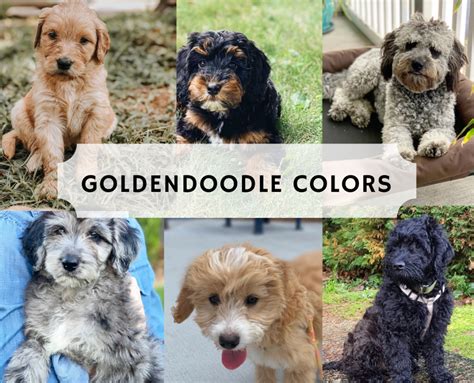 Types of Goldendoodle Colors! | Goldendoodle, Cute dogs breeds, Goldendoodle puppy