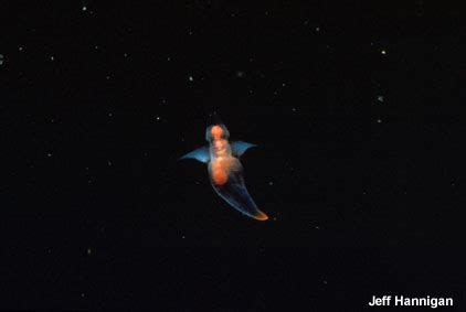 Heaven on Earth: the Sea Angel | Featured Creature