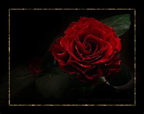 Beautiful Red Rose Gif Animation | Gallery Yopriceville - High-Quality ...