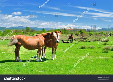 Gazing Horses In The Countryside In Romania Stock Photo 284294654 : Shutterstock