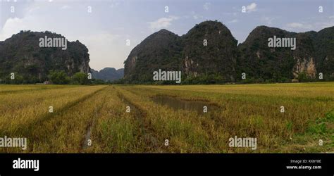 Rice Fields in Tam Coc, Vietnam Stock Photo - Alamy