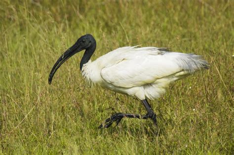 Black-headed ibis (Threskiornis melanocephalus)