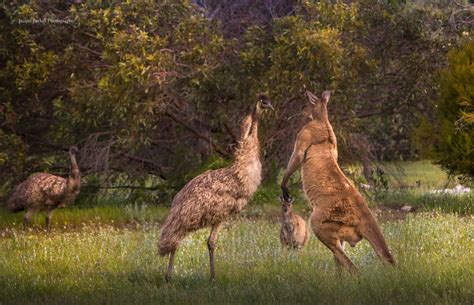 Alpha Males - Kangaroo & Emu Fighting | Male kangaroo, Kangaroo, Red kangaroo