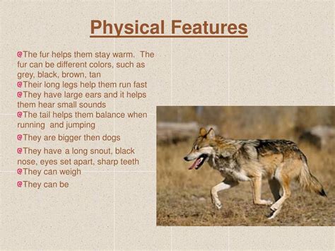 PPT - Wolf PowerPoint Presentation - ID:227810