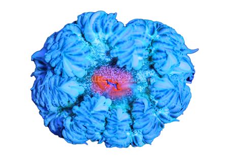 Ultra Rock Flower Anemone D21 – SaltCritters