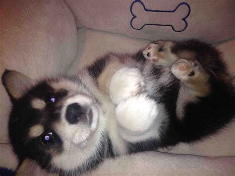 ever seen a husky corgi mix? : aww