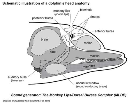 Schematic illustration of a dolphin's head anatomy | Animalia ...