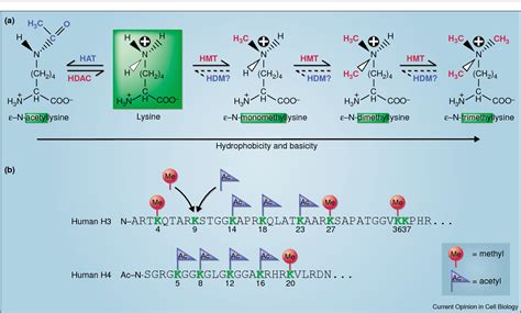 Figure 1 from Histone methylation versus histone acetylation: new insights into epigenetic ...