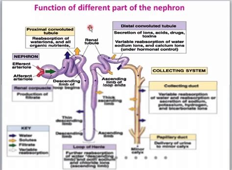 SOLUTION: Nephron and urine formation - Studypool