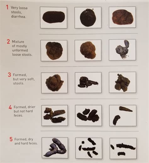 What’s the Scoop on Poop? – Veterinarians in Shelby Twp, Michigan | Veterinary General