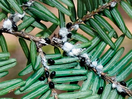 What is Hemlock Woolly Adelgid? - Online Pest Control