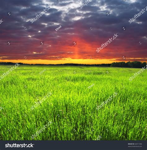 Beautiful Sunset Over Green Field. Stock Photo 64411390 : Shutterstock