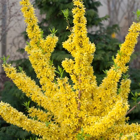 Show Off® - Forsythia x intermedia | Proven Winners