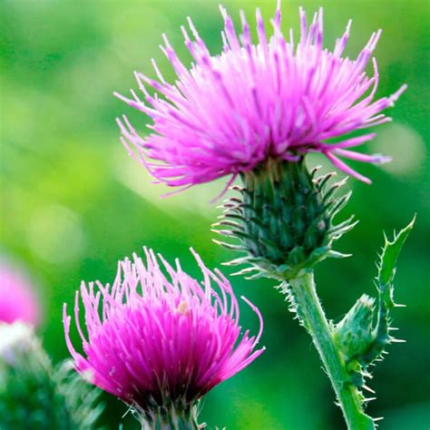 Milk Thistle - Health Benefits & Side Effects of Milk Thistle