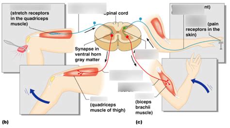 Monosynaptic and Polysynaptic Reflex Arcs (Fig. 21.2) Diagram | Quizlet