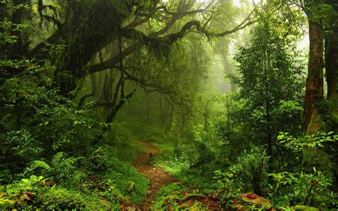 nature, Trees, Forest, Leaves, Lianas, Mist, Moss, Path, Plants, Ferns, Rainforest, Jungles ...