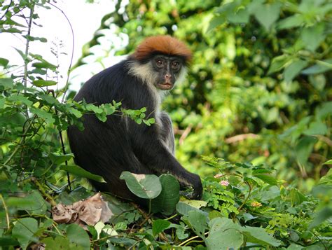 Tanzania endangered forest with new chameleon species protected — Quartz Africa