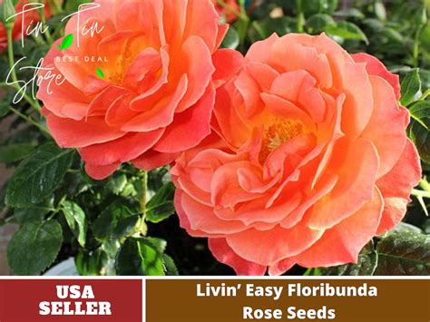 Livin Easy Floribunda Rose Seeds Perennial authentic Seeds-flowers organic. Non GMO mix Seeds ...