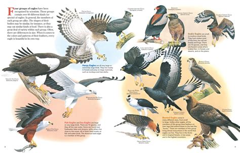 There are Four Recognized Groups of Eagles - NWF | Ranger Rick