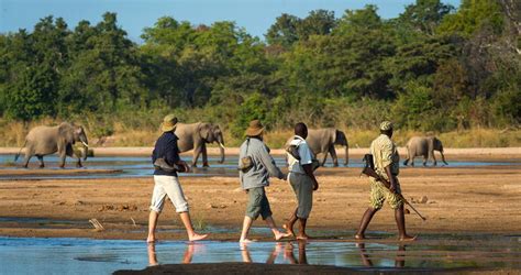 Zambia Safari Packages and Tours