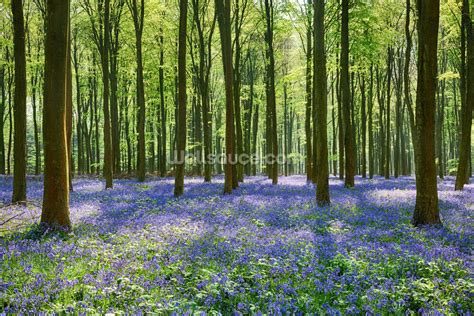 Bluebell Forest Wallpaper | Wallsauce UK