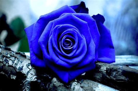 Amazing blue rose wallpaper free download. | Blue roses wallpaper, Rose flower wallpaper, Blue roses