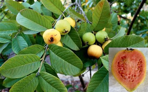 Tropical Guava Psidium Guajava Seeds | Fair Dinkum Seeds