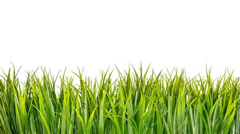 Premium Photo | Green grass border isolated on white background