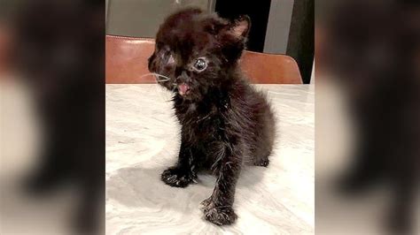 Meet Duo, the two-faced kitten with whom Internet fell in love. Watch ...