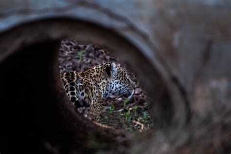 A safe space for jaguars in Brazil's awe-inspiring Pantanal