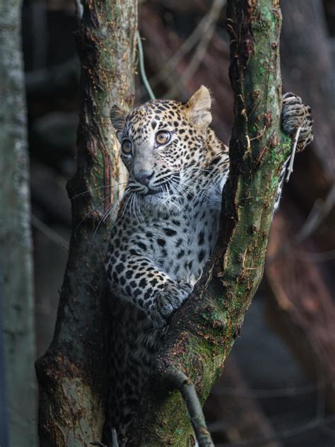 Sri Lankan leopard 5021121 Stock Photo at Vecteezy