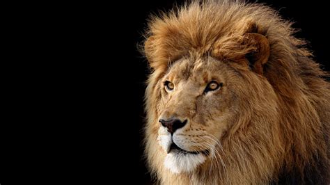 Mac OS X Lion Wallpaper 4K, Lion, Black background, Stock, Animals, #4027