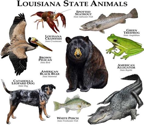 Louisiana State Animals Poster Print | Etsy