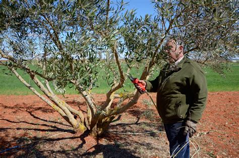 Pruning olive trees: “Without too much wood, the olives will be better and more”