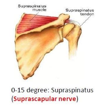 Arm abduction and rotator cuff muscles Flashcards | Quizlet