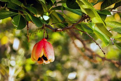 My Evolving Affection for Ackee and Salt Fish, Jamaica’s National Dish | The New Yorker