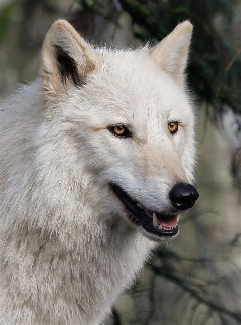 Smiling White Arctic Wolf Photograph by Athena Mckinzie