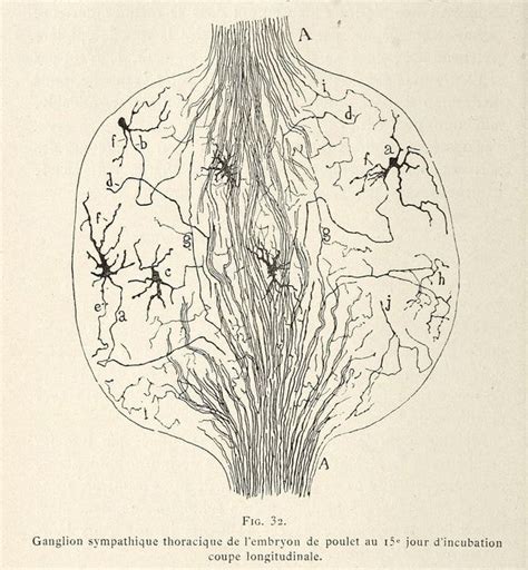 Early Illustrations of the Nervous System by Camillo Golgi and Santiago Ramón y Cajal – The ...