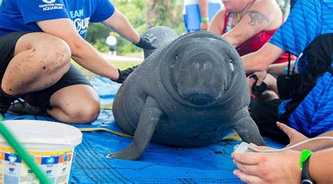 Manatee Appreciation: How We Can Protect Them Together - Clearwater ...