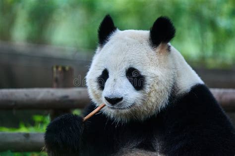 Giant Panda Bear Sichuan China Stock Photo - Image of mammals, trees: 53846788