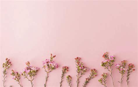 Pink Flowers Desktop Wallpaper