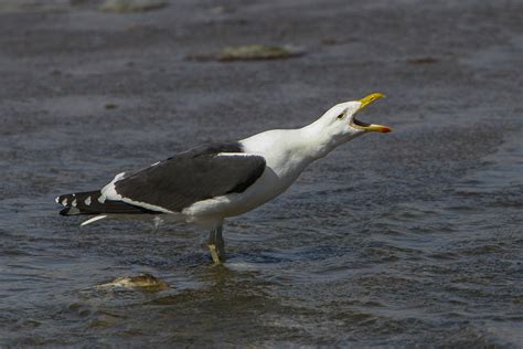 Kelp Gull - Walvis Bay - Namibia_0001 | Francesco Veronesi | Flickr