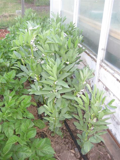 Update on Fava beans - Susan's in the Garden