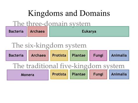 kingdoms and domains - Google Search (With images) | Persuasive writing ...