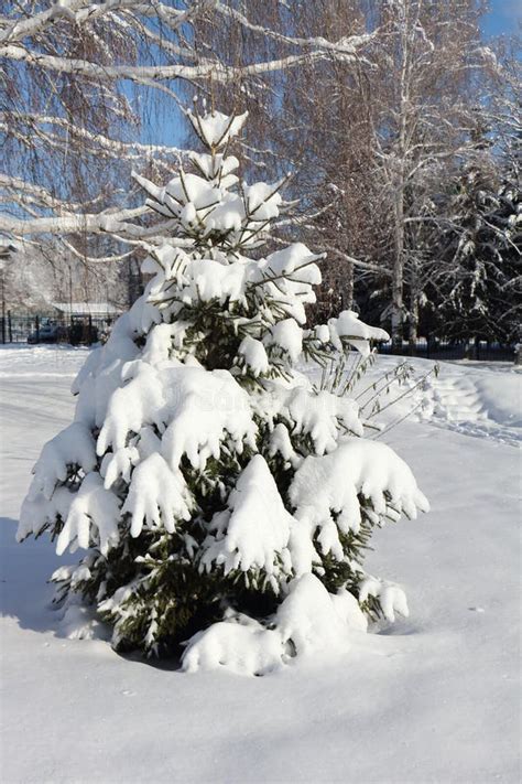 Snowy Spruce Tree in Winter, Belokurikha City, Altai Territory, Russia Stock Photo - Image of ...