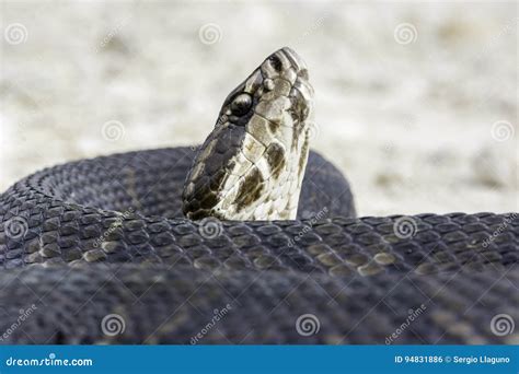 Cottonmouth Snake stock photo. Image of cypress, preserve - 94831886