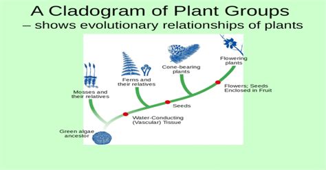 A Cladogram of Plant Groups – shows evolutionary relationships of plants