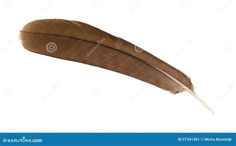 Large Brown Female Peacock Feather Closeup Stock Image - Image: 27341361